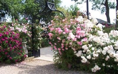 Peter Beales Roses – Cream Tea and Tour