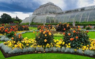 Orchids at KEW Gardens